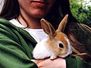 Bild eines Kaninchens