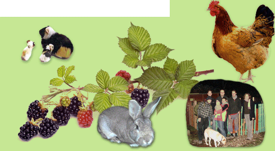 Kollage von verschiedenen Tieren