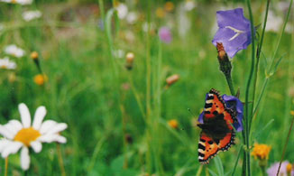 Bild eines Schmetterlings